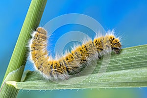 Eggar Moth Caterpillar photo