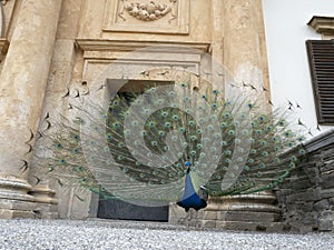 Eggenberg Castle Graz Austria Peacock