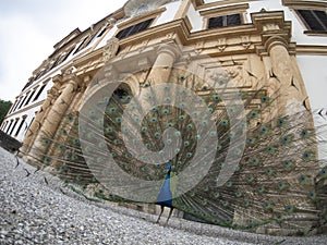 Eggenberg Castle Graz Austria Peacock