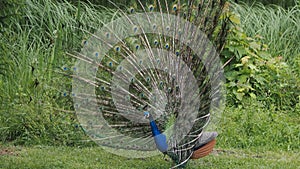 Eggenberg Castle Graz Austria Peacock open wheel