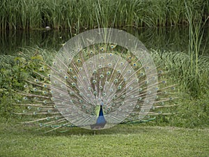 Eggenberg Castle Graz Austria Peacock open wheel