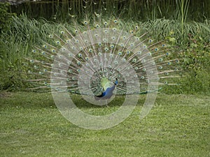 Eggenberg Castle Graz Austria Peacock open wheel