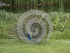 Eggenberg Castle Graz Austria Peacock open wheel