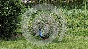 Eggenberg Castle Graz Austria Peacock open wheel