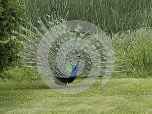 Eggenberg Castle Graz Austria Peacock open wheel