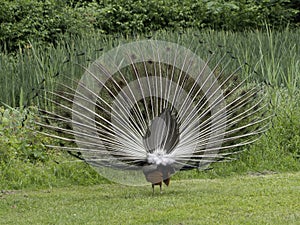 Eggenberg Castle Graz Austria Peacock open wheel