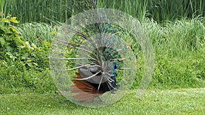 Eggenberg Castle Graz Austria Peacock open wheel