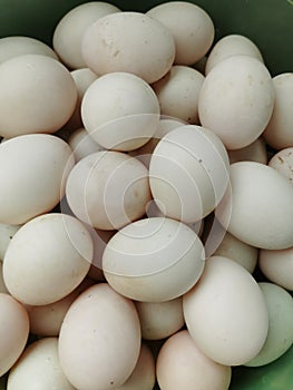 Egges, major protien source around the world