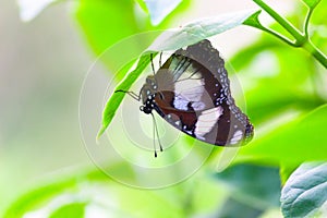 Eggfly butterfly hovoring over the flower plants during spirntime in a public park