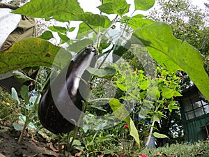 Eggfruit and bell pepper in an organic farm