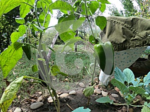 Eggfruit and bell pepper in an organic farm