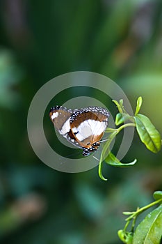 An Egggly Butterfly with wings wide open in natural light during springtime