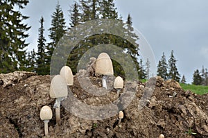 Egghead mottlegil mushroom on animal dung