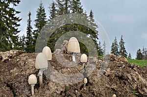 Egghead mottlegil mushroom on animal dung photo