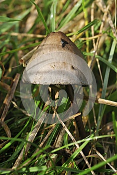 Egghead Mottlegill or Dung Fungus