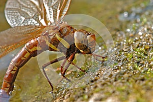 Egglaying brown dragonfly