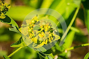 Eggleaf spurge Euphorbia oblongata blooming in San Francisco bay, California; native to Eurasia photo