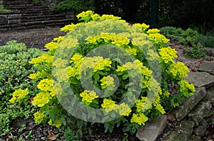 Eggleaf spurge shrub, full bloom. Euphorbia oblongata