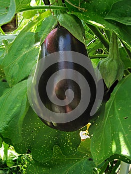 Eggplant