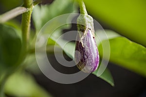 Eggplant