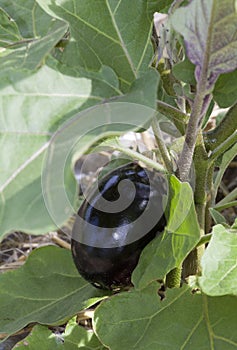 Eggplant