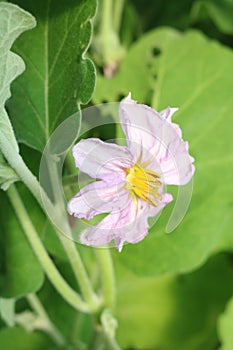 Eggplant