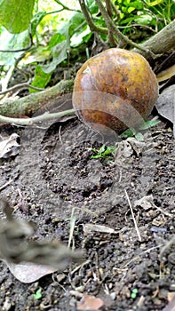 Uncle yellow eggplant that I forgot to pick photo