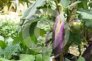 Eggplant or aubergine is also known as brinjal.