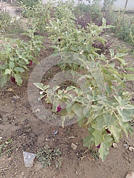 Eggplant, aubergine ,or brinjal plant in the garden