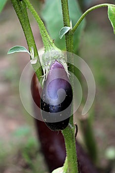 Eggplant or Aubergine delicate tropical perennial annual plant with egg shaped glossy dark purple edible fruit growing in local