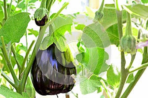 Eggplant (aubergine) in the greenhouse