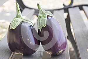 Eggplant, aubergine, melongene garden egg, guinea squash fruits on the bench