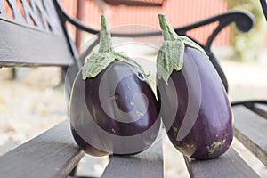 Eggplant, aubergine, melongene garden egg, guinea squash fruits on the bench