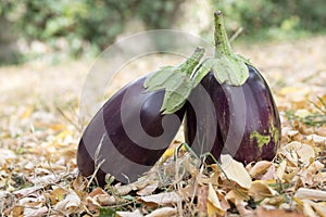 Eggplant, aubergine, melongene garden egg, guinea squash fruits in the grass and autumn dried leaves