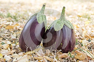 Eggplant, aubergine, melongene garden egg, guinea squash fruits in the grass and autumn dried leaves