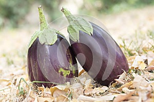 Eggplant, aubergine, melongene garden egg, guinea squash fruits in the grass and autumn dried leaves