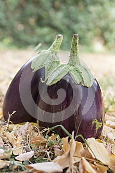 Eggplant, aubergine, melongene garden egg, guinea squash fruits in the grass and autumn dried leaves