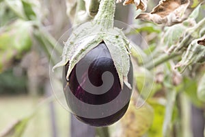 Eggplant, aubergine, melongene garden egg, guinea squash fruits in the grass and autumn dried leaves