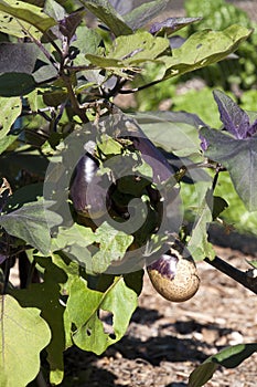 Eggplant or aubergine plant with fruit in vegetable garden