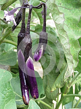 Eggplant or aubergine plant solanum melongena with fruits and flowers in the garden
