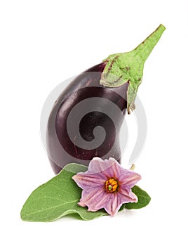 Eggplant or aubergine vegetable isolated on white background