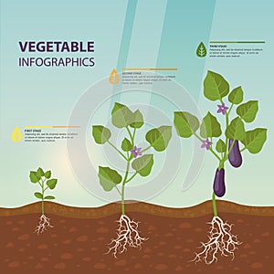 Eggplant or brinjal, aubergine infographic