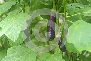 Eggplant/ Brinjal on a plant