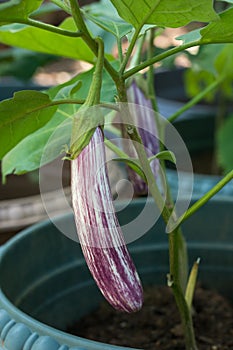 Eggplant or brinjal plant growing in pots, closeup