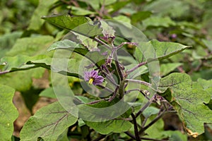 The Eggplant or brinjal or Solanum melongena flower