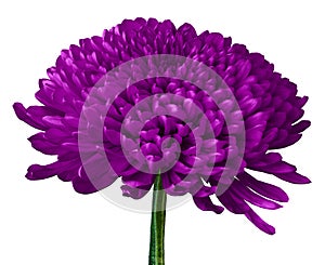 A eggplant Chrysanthemum flower isolated on a white background. Close-up. Flower bud on a green stem