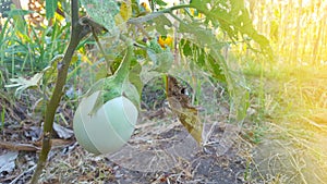 Eggplant or commonly called solanum melongena