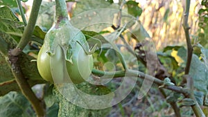 Eggplant or commonly called solanum melongena