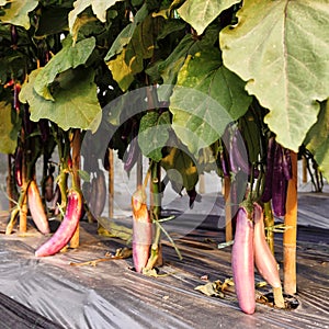 Eggplant cultivation