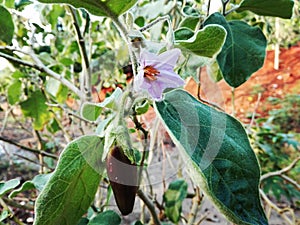 Eggplant, Eggplant flower, eggplant tree, vegetable